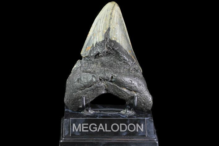 Bargain, Megalodon Tooth - North Carolina #83946